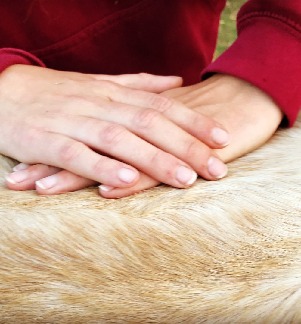 Deux mains croisées sur le pelage doré d’un chien allongé.